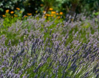 Пансионат "Изумруд" Сочи