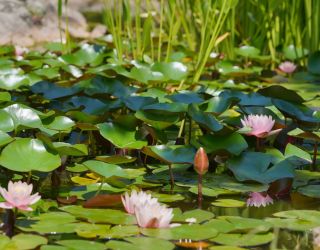 Пансионат "Изумруд" Сочи