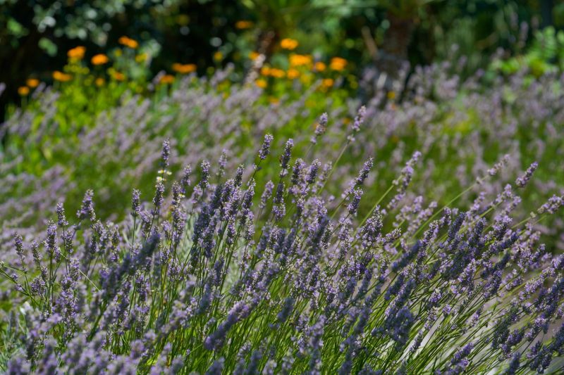 Пансионат "Изумруд" Сочи