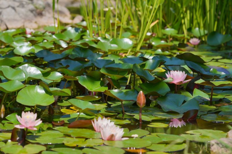 Пансионат "Изумруд" Сочи